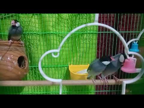 Hamari Snow Finches Birds Baby Ki First Video Hai | Kitna Cute Cute Expression De Raha Hai |