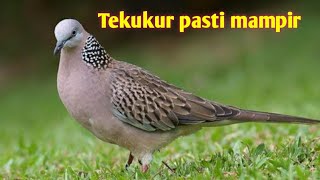 Suara tekukur 💯% jernih dan lantang cocok untuk pikat