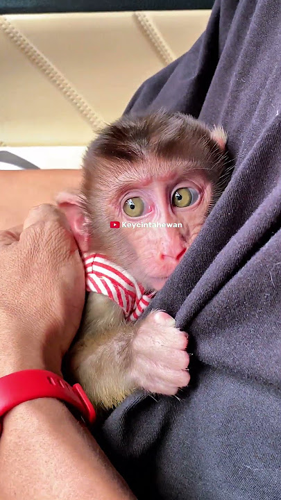Chya Merajuk 🥹 #shortvideo #short #monyet #monkey #animal #animals