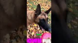 Dog Training: Incredible Tricks! Watch this pup! #shorts