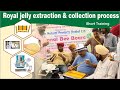 Royal jelly extraction and collection process