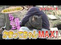 動くぬいぐるみ！ウォンバットが飼育員さんになつきすぎる！ / Momoko, the pampered wombat