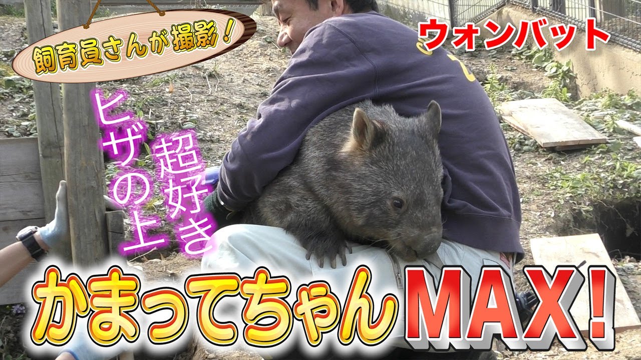 Momoko The Pampered Wombat 動くぬいぐるみ ウォンバットが飼育員さんになつきすぎる Youtube