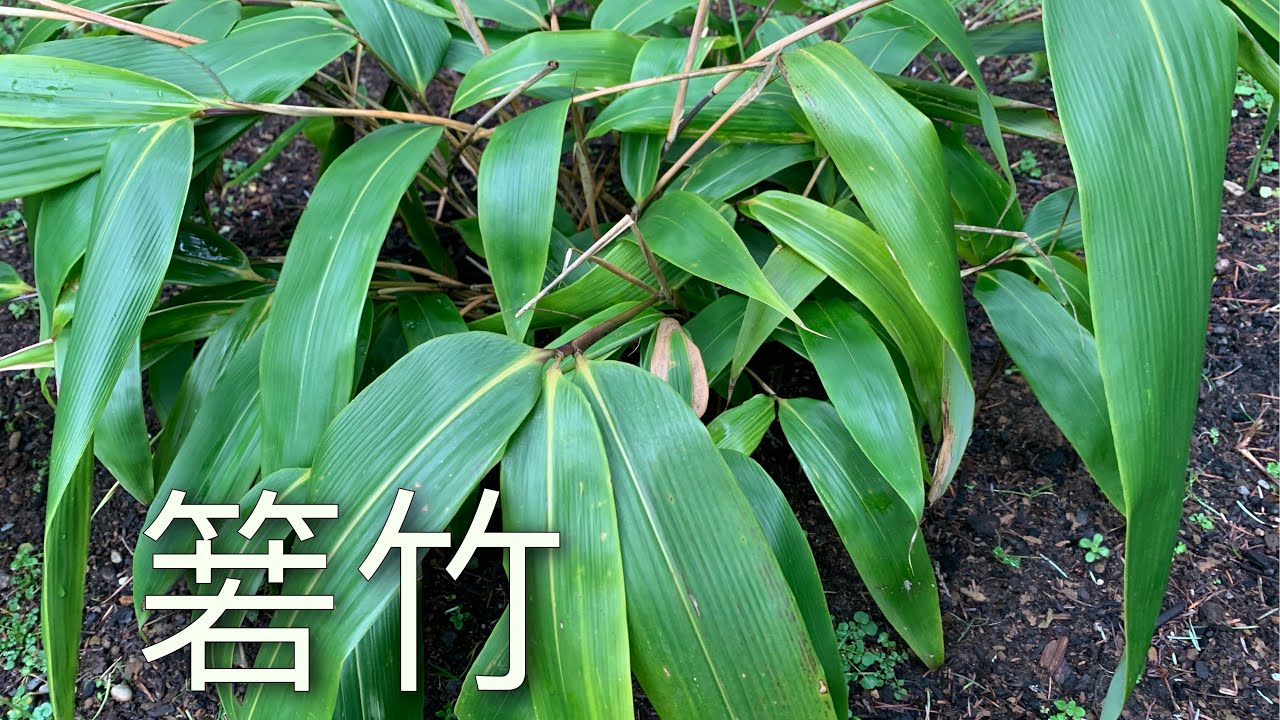 每年端午节都少不了若竹,但你知道如何种植箬竹吗? - YouTube