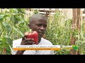 Kilimo Na Biashara Capsicum Farming