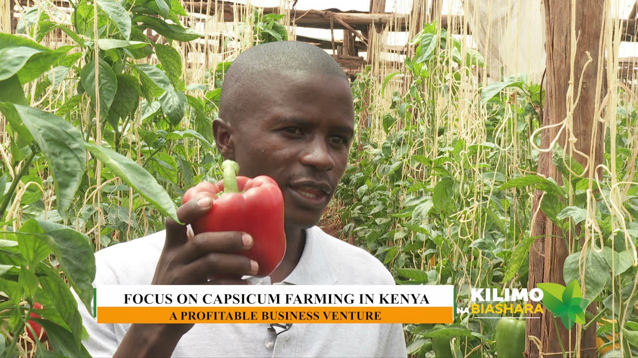 Сельское хозяйство и бизнес | Выращивание перца