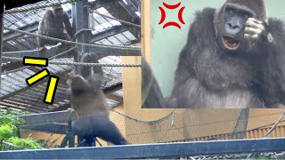 Gorilla◆Angry voice! A big fight between Mom Genki and son Gentaro.　【Momotaro family