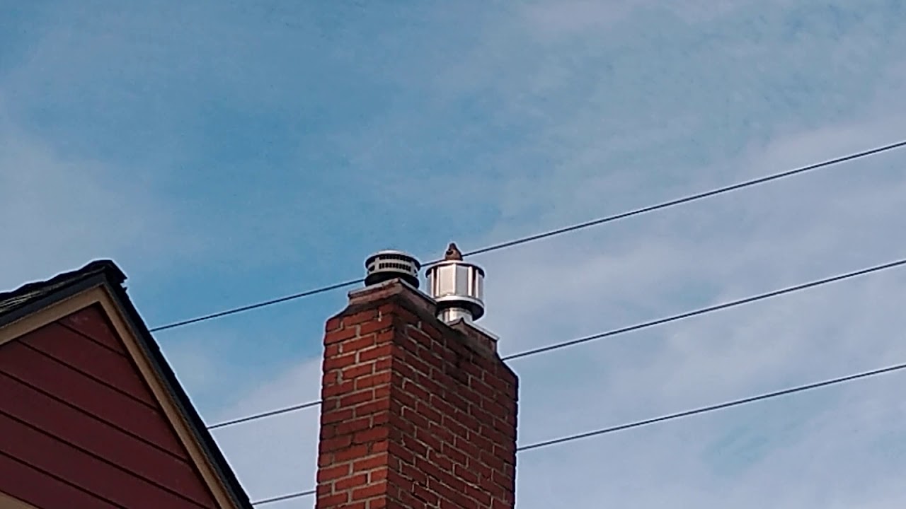 Woodpecker on a tin roof YouTube