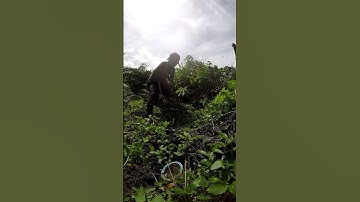Cassava harvesting part 1007 #shorts #farming #cassava #nature  #cassavaroots #cassavafarming