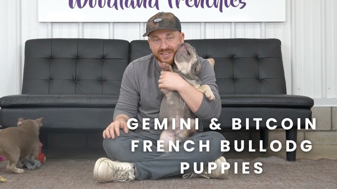 Bitcoin and Gemini Two of Our Available French Bulldog Puppies!!