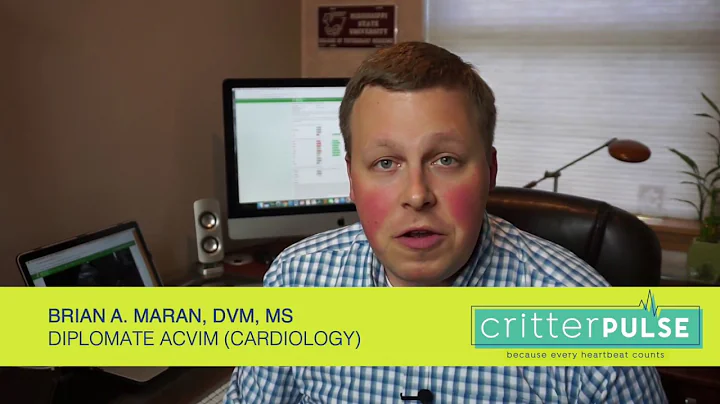 CritterPulse | Cardiomyopathy in Cats | Olympic Veterinary Cardiology