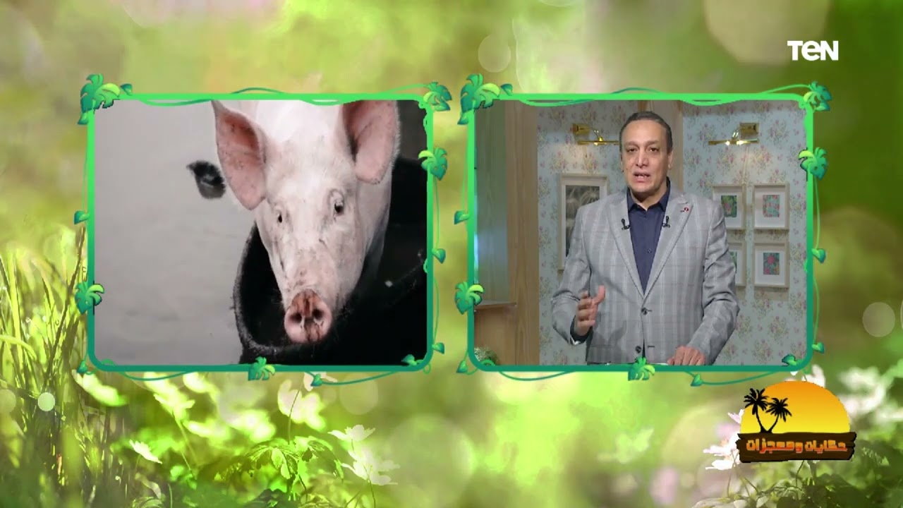 كل ما تريد معرفته عن الخنازير ولماذا حرم الله أكل لحومها 