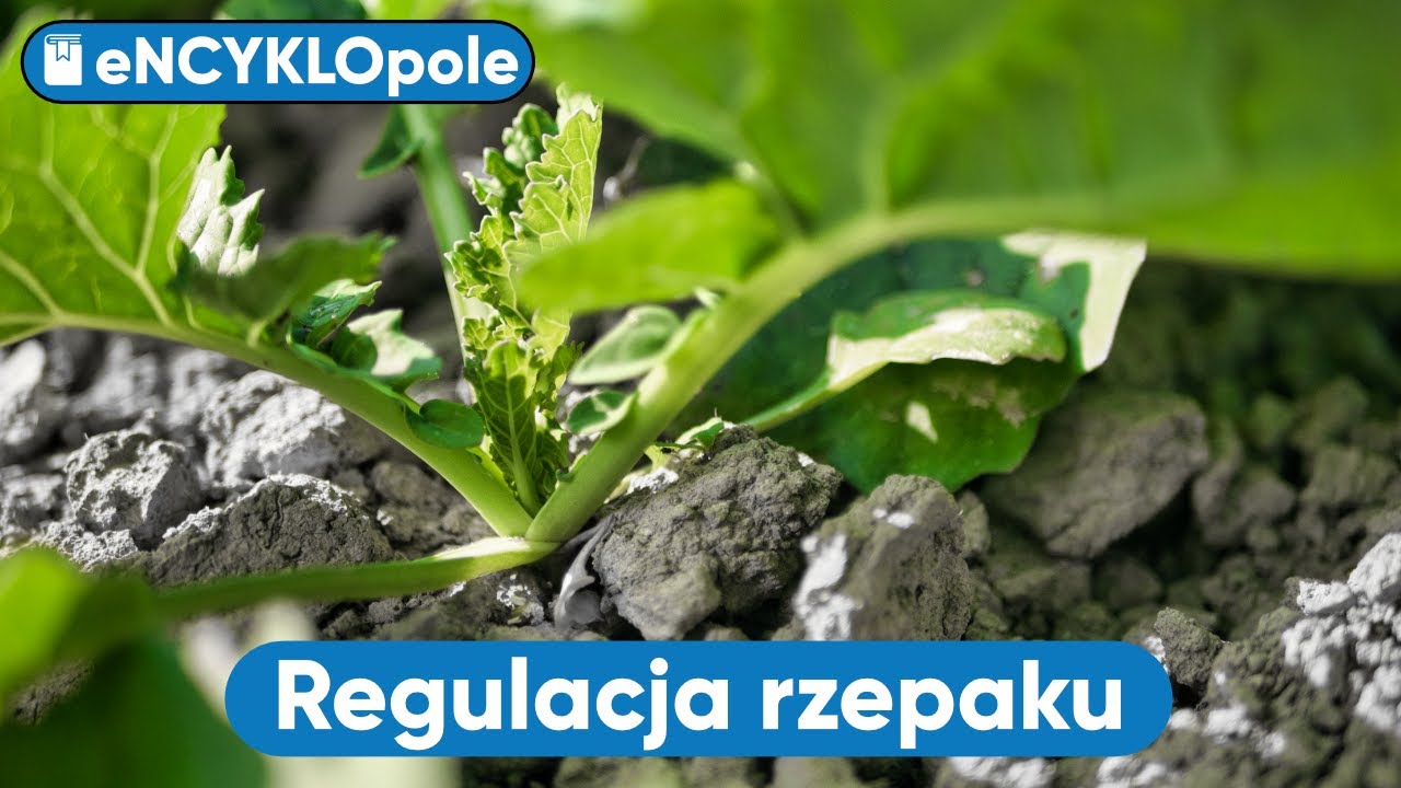 REGULACJA pokroju, czyli SKRACANIE | ABC Rzepaku