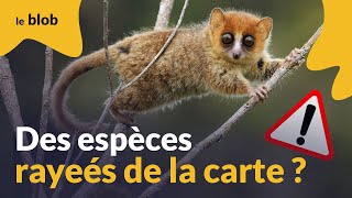 Biodiversité en danger : et si la faune de Madagascar disparaissait ? | Actu de science