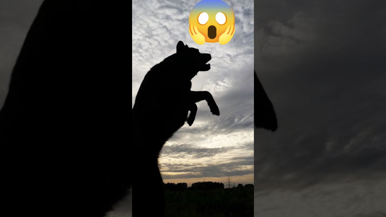 Fighting Video | Dogs Fight | Dog Fighting Video | Kutte Ki Ladai | Kutte Ki Awaaz 