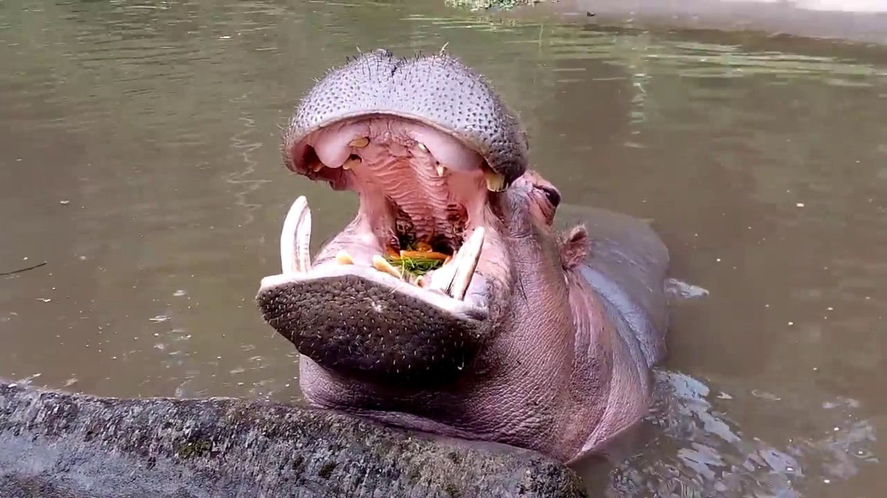 Hippo Kuda Nil Taman Safari Bukan Kojek Sang Buaya YouTube