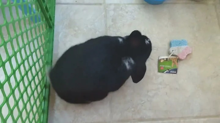 Chelsea Ingersoll's cute bunny Cory - loves banana