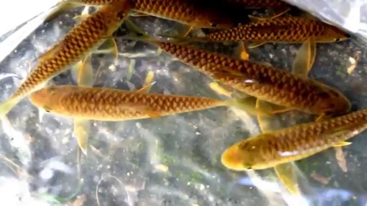Malaysian Golden Mahseer Ikan Kelah Emas YouTube