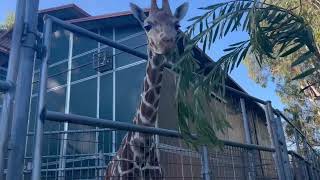 Baby giraffes arrive at Vallejo's Discovery Kingdom