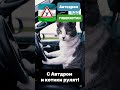 С Автодром и котики рулят! #avtobusmoskvatashkent #automobile
