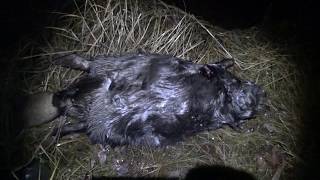 Охота На Бобра С Ружьем Hunting For Beaver With A Gun