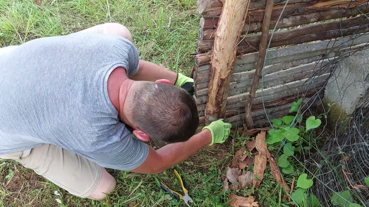 Starting a Chicken Run