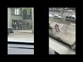 5 officers for probation check: Woman films neighbor, claims police pull him by hair. But do they?