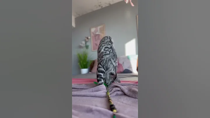 Video 6384121: bengalcat bengals cat kitten, catlover bengals bengalcat, bengals bengalcat cute, bengalcat usa