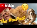 Surprise Addition to The MacPack! Kids&#39; Excitement Meets “Copper” our Mini Golden Doodle!