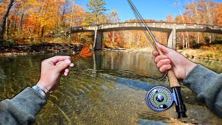 Fishing CRYSTAL CLEAR Mountain Streams For TROUT! - (Fly fishing)