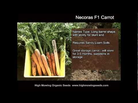Organic Necoras F1 Carrot