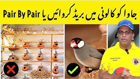 Java Best Breeding Results in Colony or One By One | Fawn Java Breeding Tips | Java Breeding Method