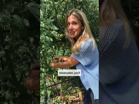 Is your tomato