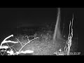 Does and Buck on trailcam
