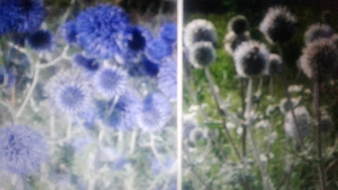 Мордовник- лечебные свойства и противопоказания.