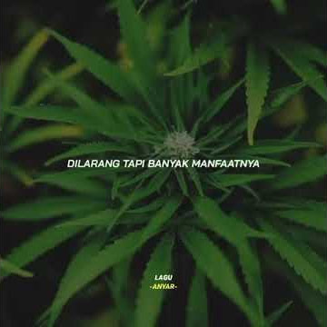 Story WA Lirik Lagu Legalisasi Ganja