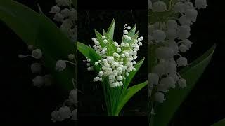 Poezia O GINGAȘĂ LĂCRĂMIOARĂ de Ioana CONDURARU! Lectura Doina Limbasanu #poeziecontemporana #poet