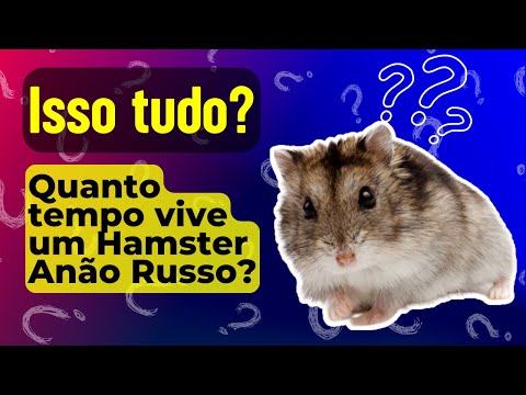 🐹 Quanto tempo vive um Hamster Anão Russo? Veja Características, Hábitos e Reprodução