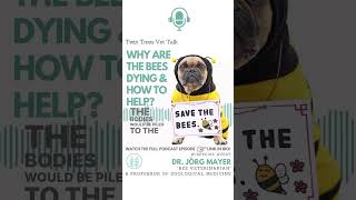 We asked the 'Bee Veterinarian': Why Are The Bees Dying  & How To Help The Bees|Twin Trees Vet Talk