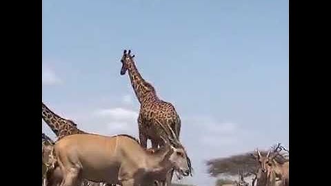 حالات واتساب 🌴آيات القرآن الكريم 🌴مقاطع إسلامية و دعوية 🌴لا إله إلا الله محمد رسول الله 🌴