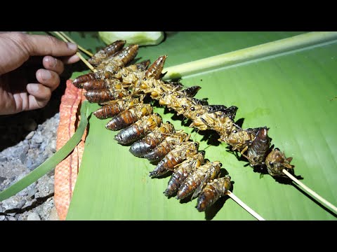 Video VE SẦU NƯỚNG - Cây Đau Lưng • Tập 3 - youtube