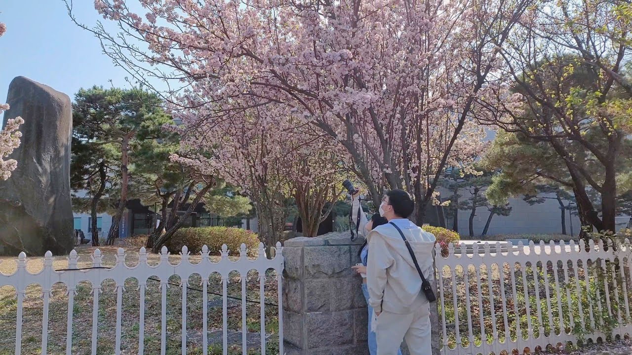 СЕУЛ Весенняя прогулка - Ёыйдо, Фестиваль цветения вишни