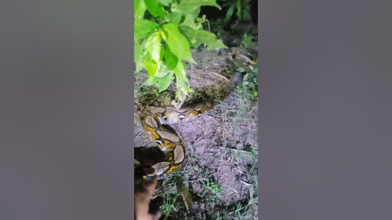 Rilis reticulated Python - YouTube
