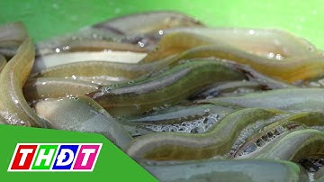 Bội thu cá chạch đồng | THDT