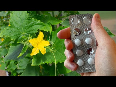 ОГУРЦЫ ВЁДРАМИ СОБИРАЮ