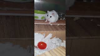 Milyen gyereknapi menü ez?😆 #hörcsög #hamster #viral #fyp #funny #vicces #reels #shorts #pets #love