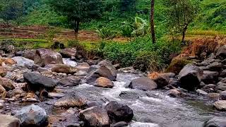 River flowing over rocks in the morning | Relaxing water sounds for sleep and meditation