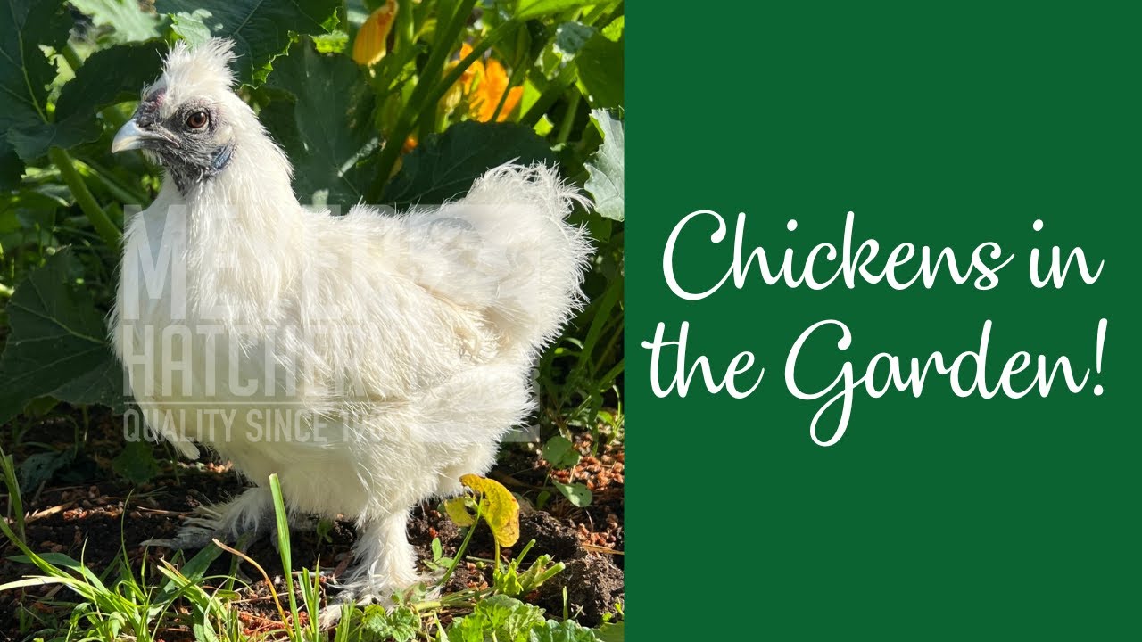 Chickens In The Garden! - Youtube