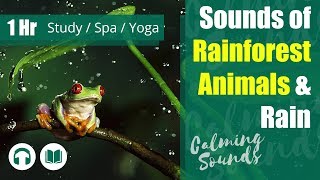 'Rainforest Rain & Animals' Sounds: Studying (1 hour) 🎧👨‍🎓 Ambient Jungle Sounds #Concentration screenshot 5