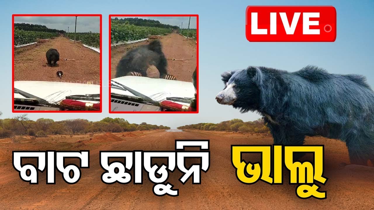 ????Live | ବାଟ ଛାଡୁନି ଭାଲୁ | Wild Life | Bear | Koraput